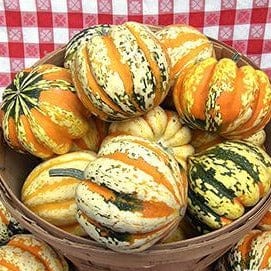 Winter Squash Festival Acorn - Renee's Garden Seeds