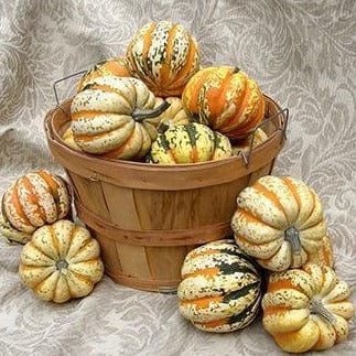 Winter Squash Festival Acorn - Renee's Garden Seeds