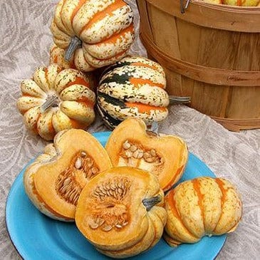 Winter Squash Festival Acorn - Renee's Garden Seeds