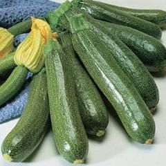Squash Fordhook Zucchini - Burpee Seeds