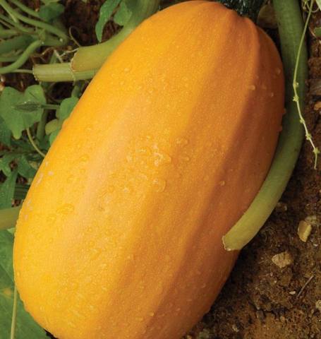 Squash Pinnacle - West Coast Seeds