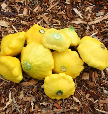Squash Scallopini Sunburst - West Coast Seeds
