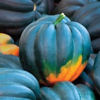 Squash Table Queen Acorn - West Coast Seeds