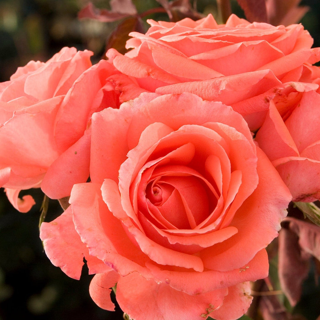 Star America - Star Roses and Plants