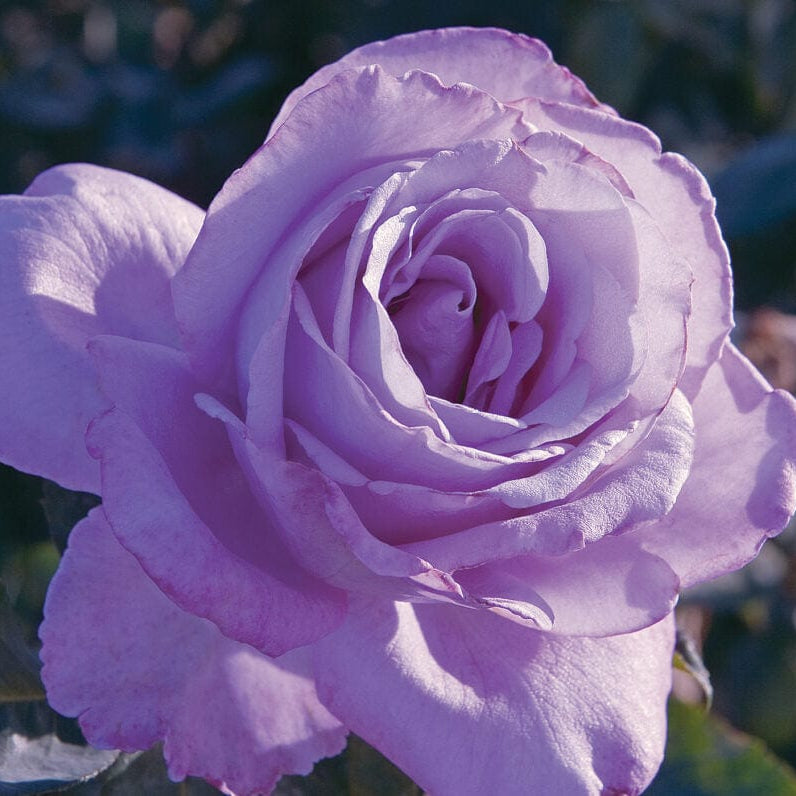 Blue Girl - Kordes® Roses – Wildwood Outdoor Living