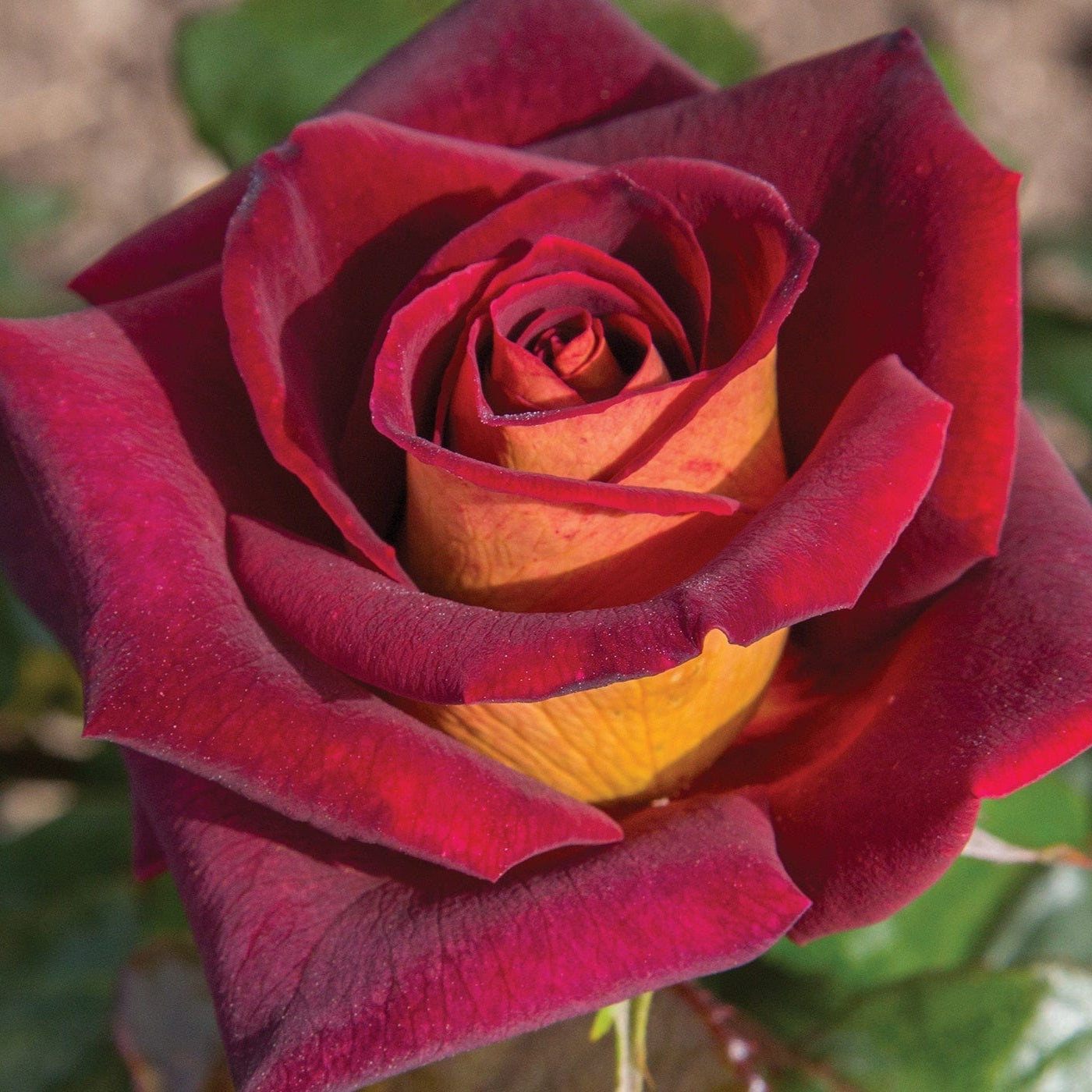 Star Dark Night - Star Roses and Plants
