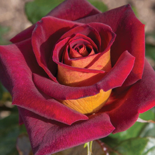 Star Dark Night - Star Roses and Plants