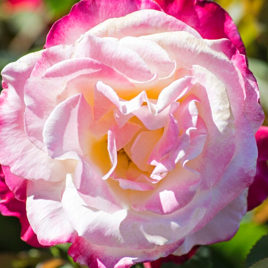 Star Double Delight- Star Roses and Plants