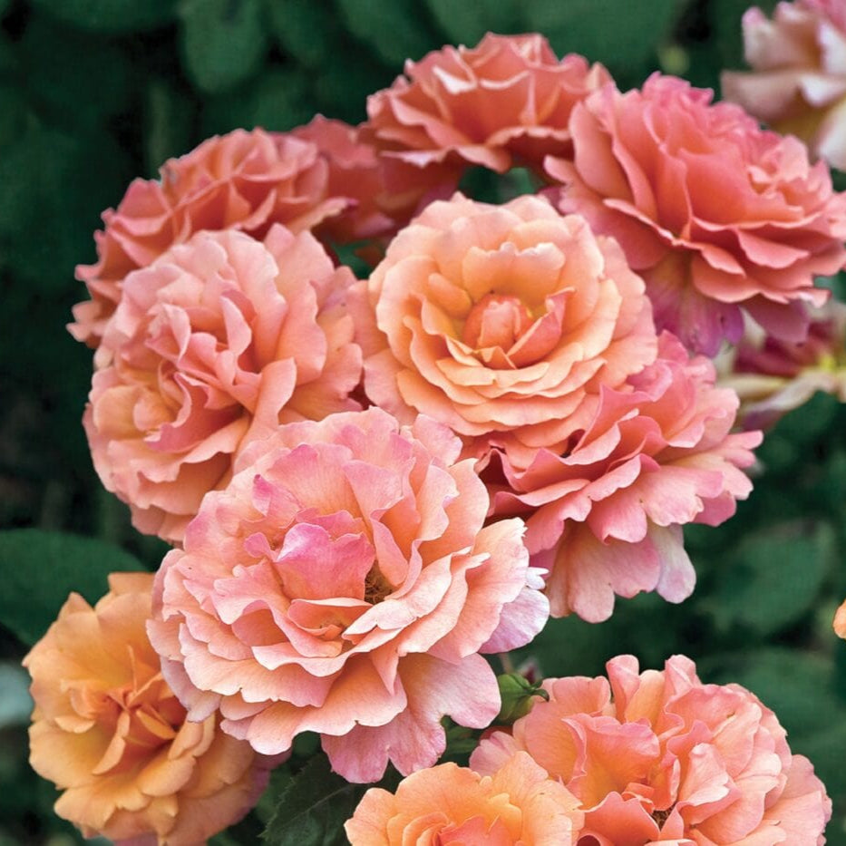 Star Easy Does It - Star Roses and Plants