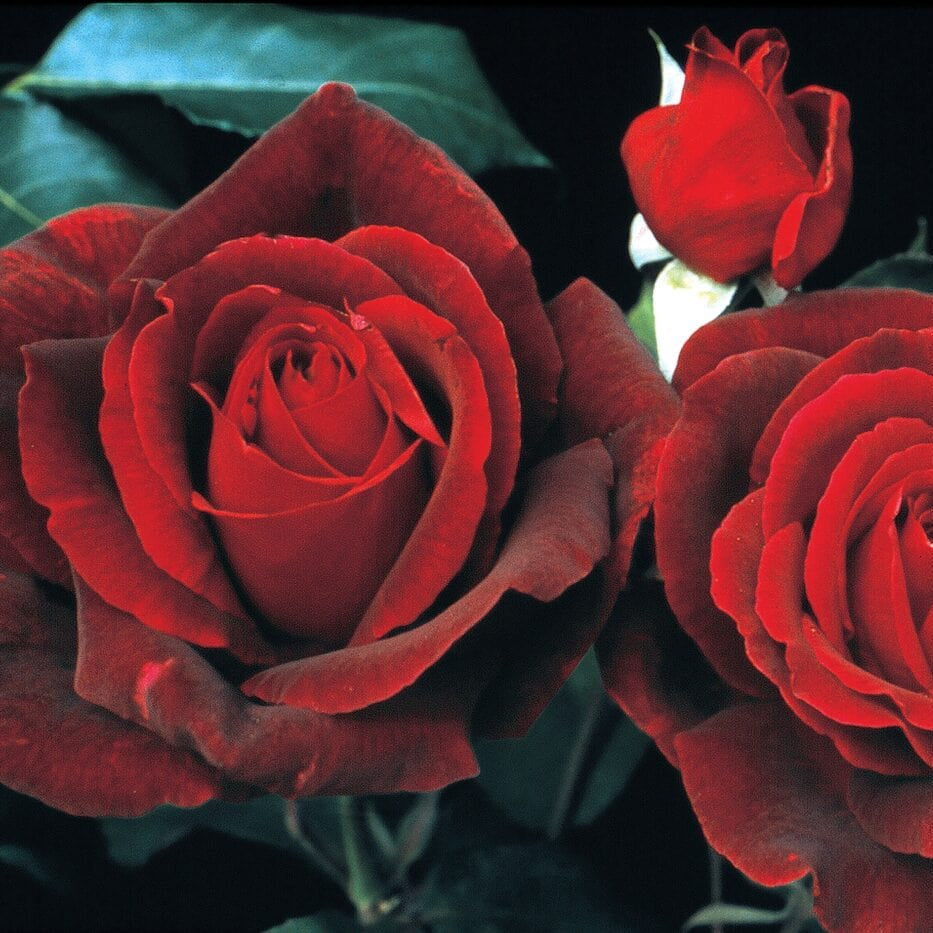 Star Mister Lincoln - Star Roses and Plants