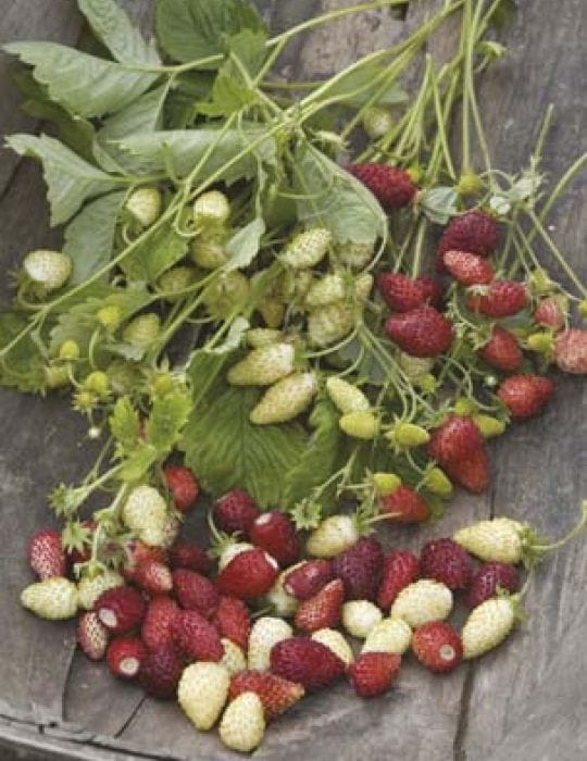 red alpine strawberry seeds Strawberry Red & White Mix