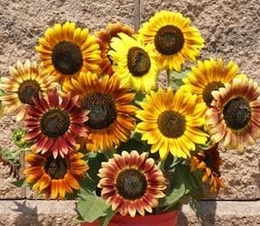 Sunflower Autumn Beauty Mix - Cornucopia Seeds