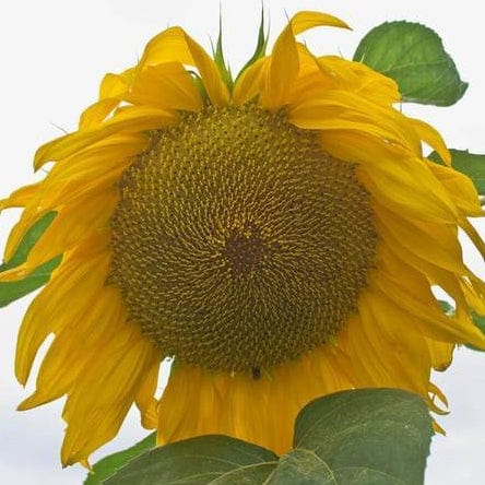 Sunflower Giganteus - West Coast Seeds