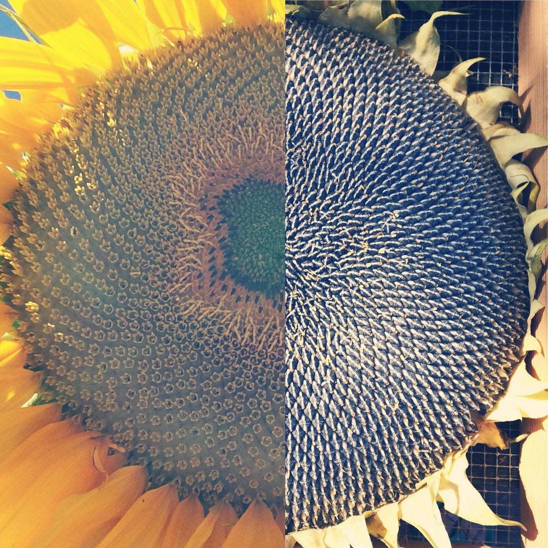 Sunflower Russian Mammoth - Good Earth Farms