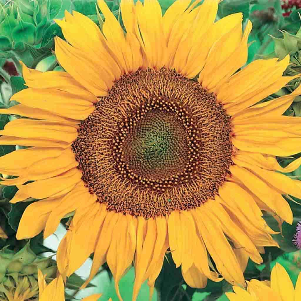 Sunflower Sunspot - McKenzie Seeds