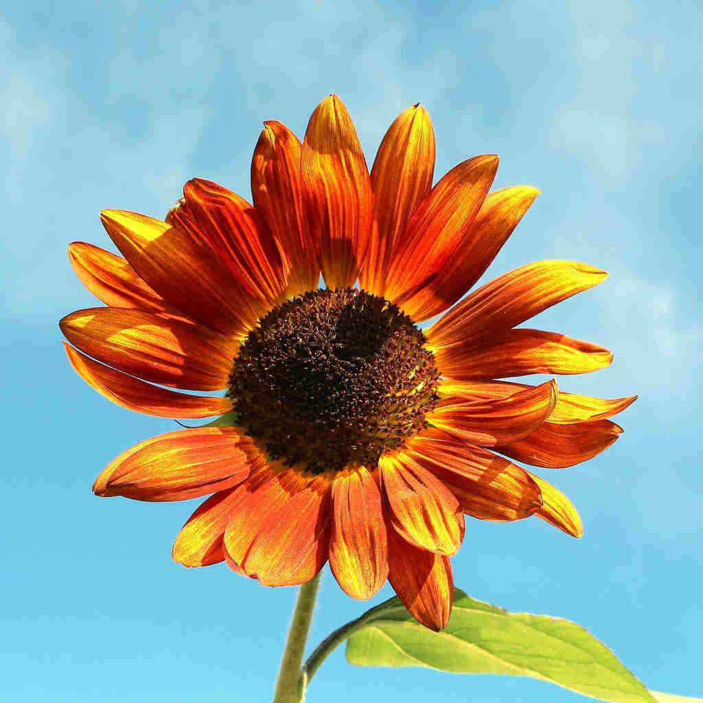 Sunflower Velvet Queen - McKenzie Seeds