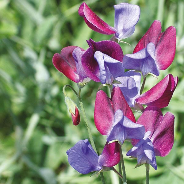 Sweet Pea Cupani