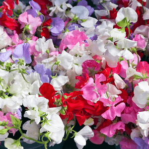 Sweet Pea Cuthbertson Mixed - Mr. Fothergill's