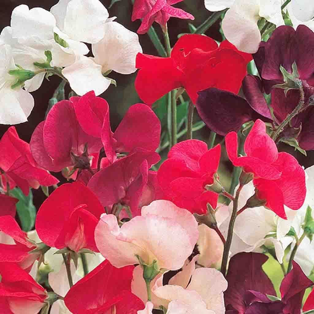 Sweet Pea Knee-Hi Jumbo Pack - McKenzie Seeds