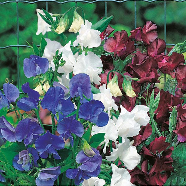 Sweet Pea Little Bit O' Magic