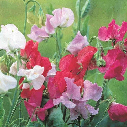 Sweet Pea Royal Family JUMBO Pack - McKenzie Seeds