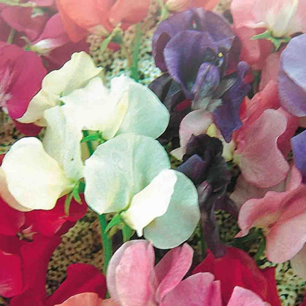 Sweet Pea Spencer Giant Mix - McKenzie Seeds