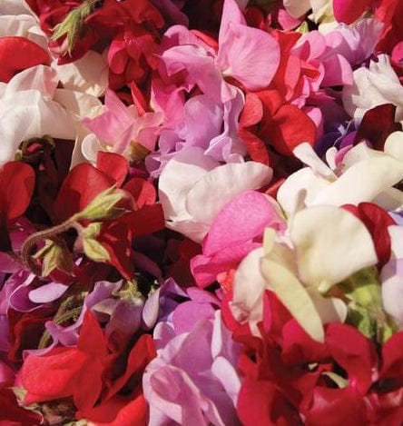 Sweet Pea Snoopea - West Coast Seeds