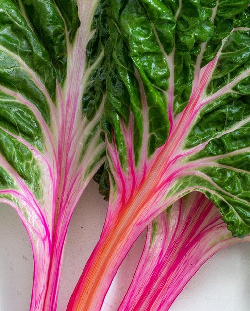 Swiss Chard Peppermint - West Coast Seeds