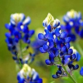 Texas Bluebonnets Bonus Pack - Renee's Garden Seeds