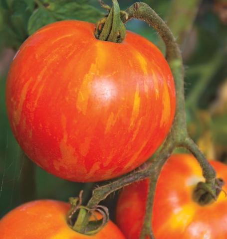 Tomato Red Zebra - West Coast Seeds