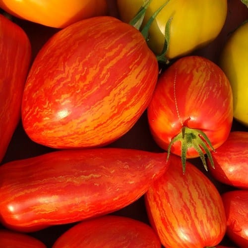 Tomato Speckled Roman - Saanich Organics