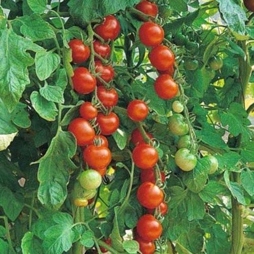 Tomato Sweetie - Saanich Organics