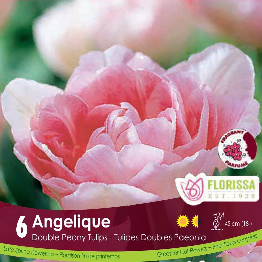 Pink Double Peony Tulip Angelique