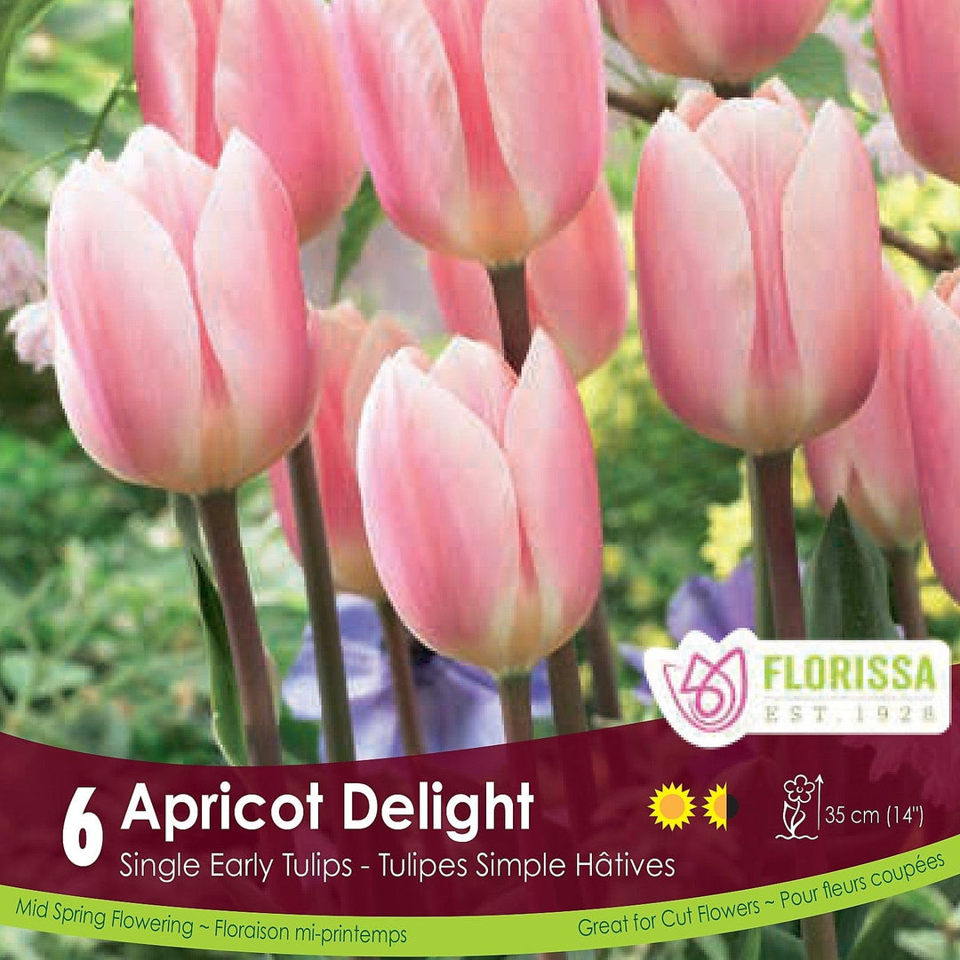 Pink Orange Single Early Tulip Apricot Delight