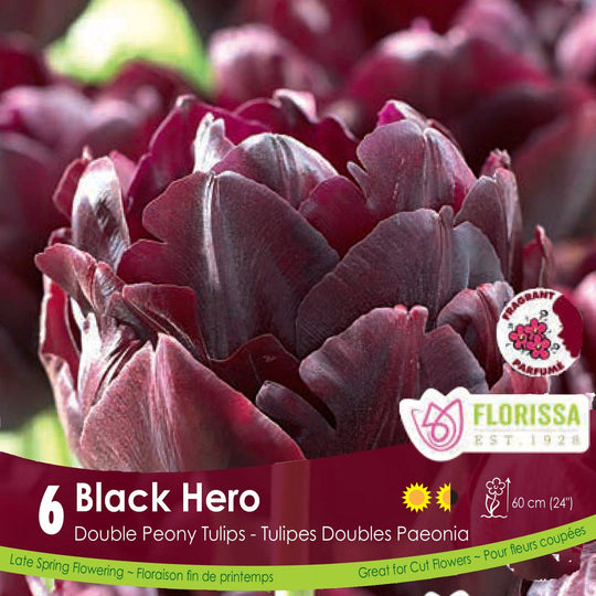 Burgundy Double Peony Tulip Black Hero