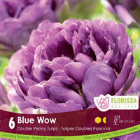 Tulip - Blue Wow, 6 Pack