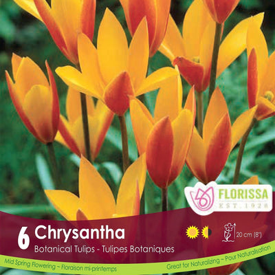 Tulip - Chrysantha, 6 Pack