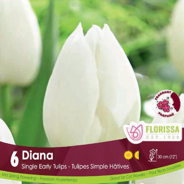 White Single Early Tulip Diana
