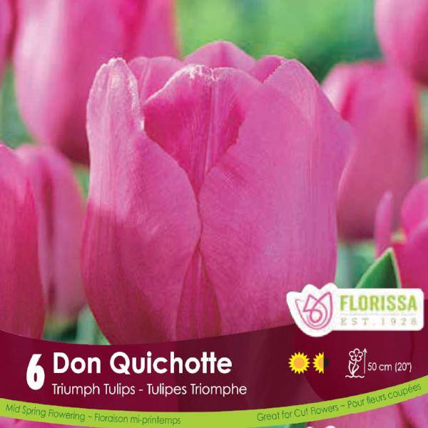 Pink Triumph Tulip Don Quichotte