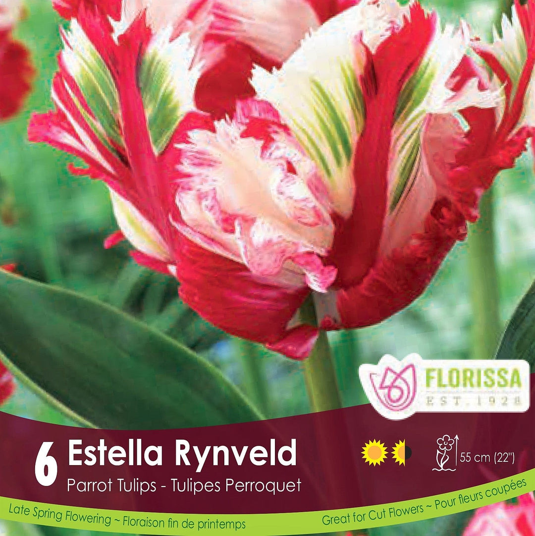 Red white and green Parrot Tulip Estella Rynveld