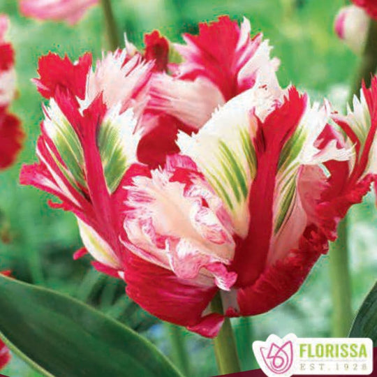 Red white and green Parrot Tulip Estella Rynveld