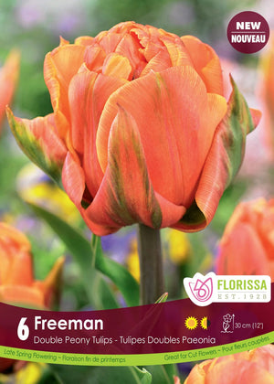 Tulip - Freeman, 6 Pack