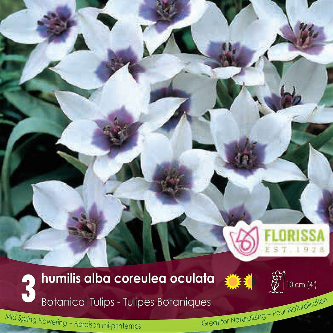 Tulip Humilis Alba Coreulea Oculata purple botanical tulip