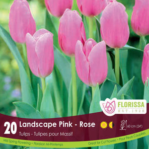 Tulip - Landscape Pink, BONUS 20 Pack