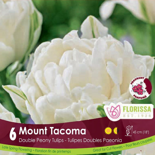 White Double Peony Tulip Mount Tacoma