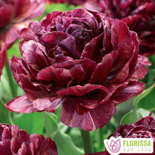 Tulip Night - Watchman, 3 Pack