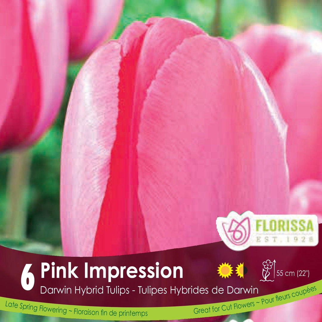 Pink Darwin Hybrid Tulip Pink Impression