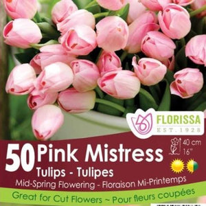 Tulip - Pink Mistress - Mesh Bag, 50 Pack