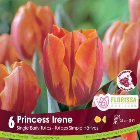 Orange Single Early Tulip Princess Irene