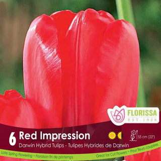 Tulip - Red Impression, 6 Pack